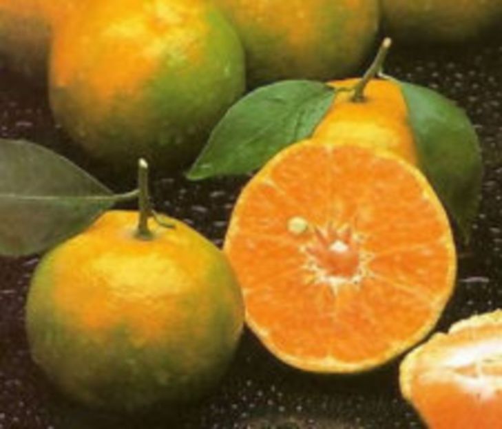 Tangerine - 1 De vinzare plante