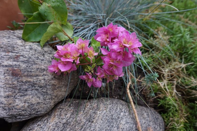 Pagoda Pink- multumesc, Maria! - 2017 Bougainvillea