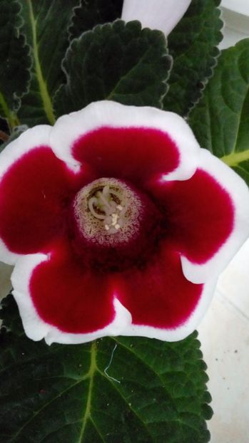  - Gloxinia