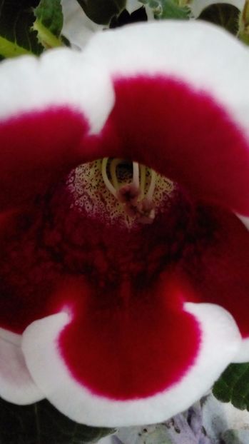  - Gloxinia