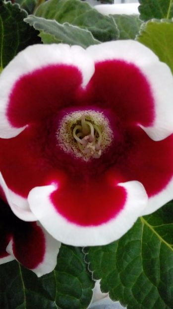  - Gloxinia