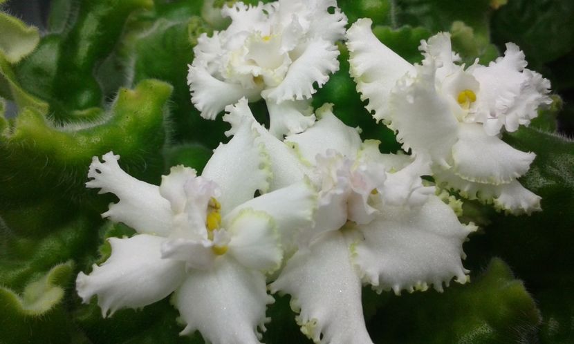 Winter Smayle - VIOLETE DE COLECTIE 2017