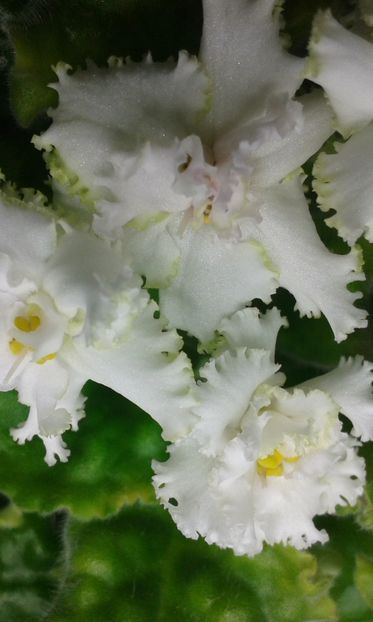  - VIOLETE DE COLECTIE 2017