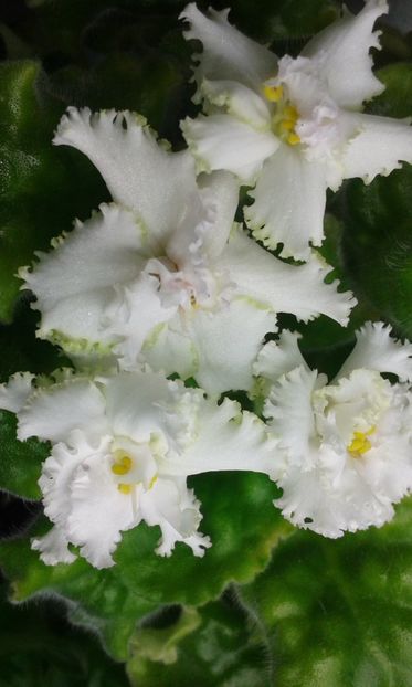  - VIOLETE DE COLECTIE 2017