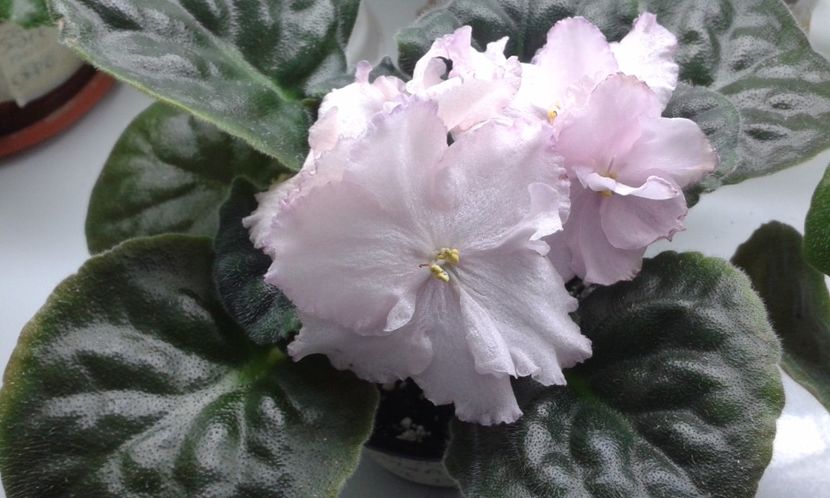  - VIOLETE DE COLECTIE 2017