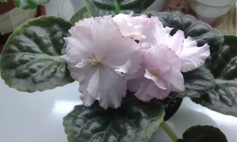 LE Elischijia Polia - VIOLETE DE COLECTIE 2017