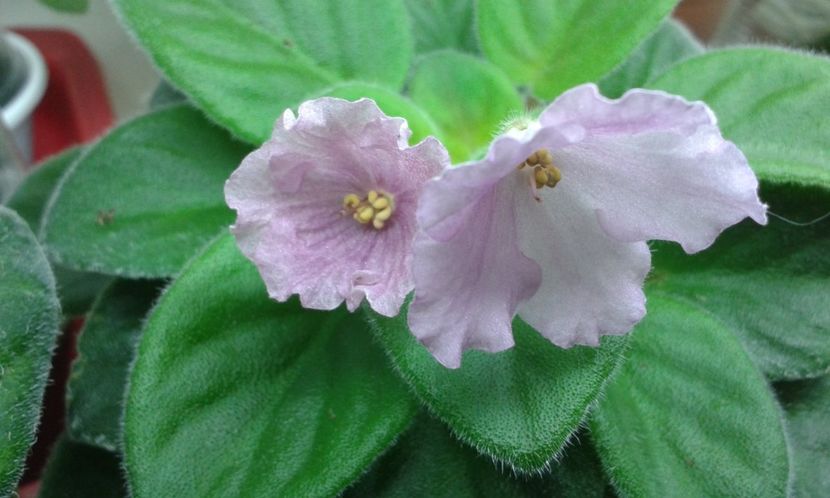 Alans  White  Feather sport - VIOLETE DE COLECTIE 2017