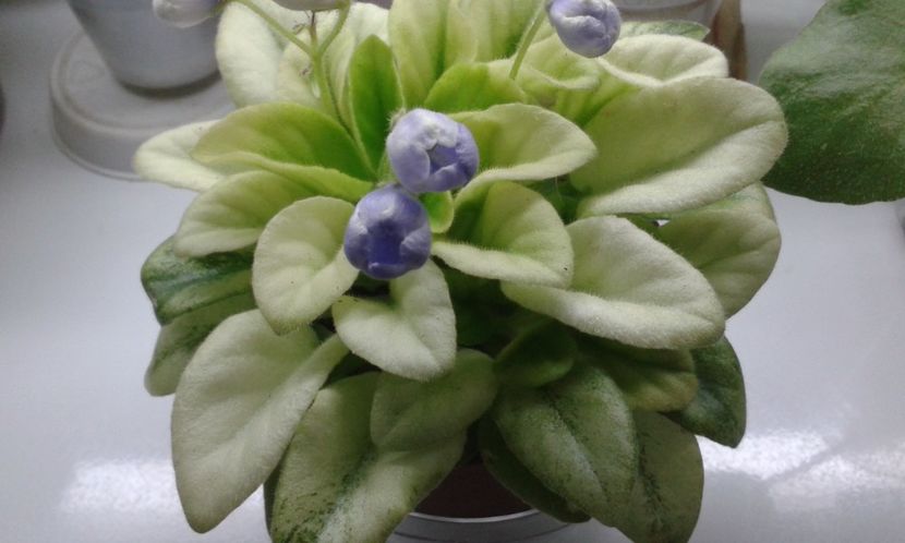 N -Avatar - VIOLETE DE COLECTIE 2017