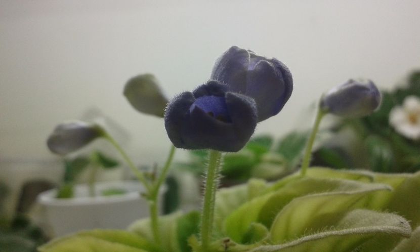 Nu Avatar - VIOLETE DE COLECTIE 2017