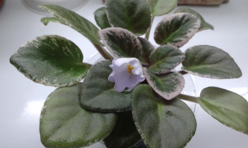 Robs  Pewter  Bells - VIOLETE DE COLECTIE 2017