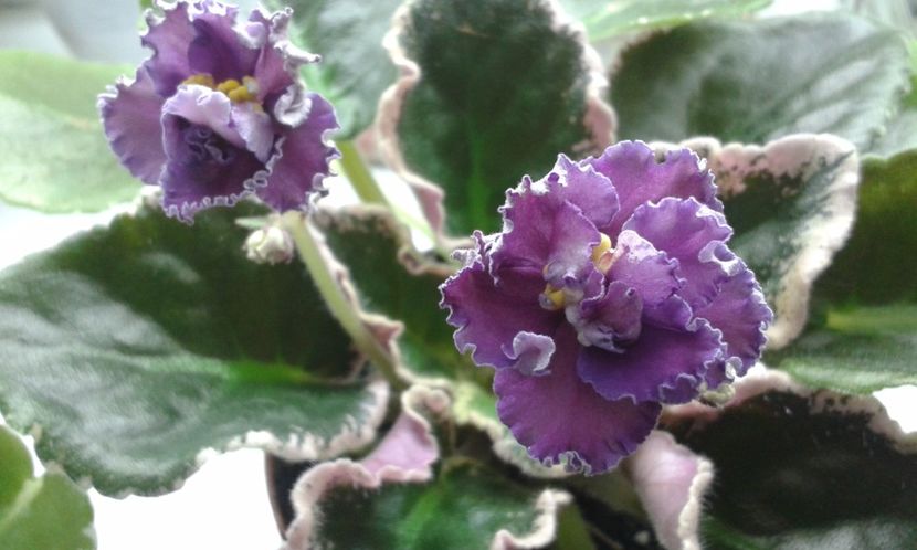 EK Moulin Rouge - VIOLETE DE COLECTIE 2017