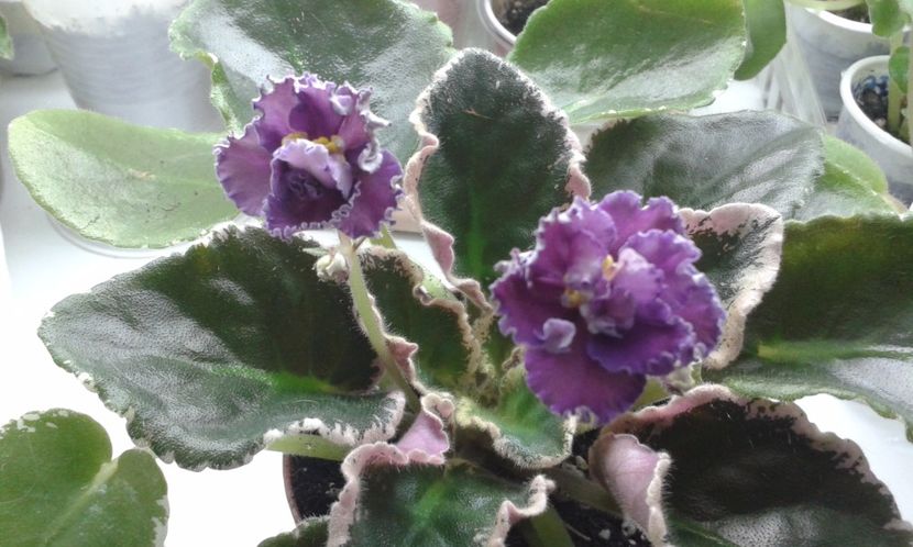  - VIOLETE DE COLECTIE 2017