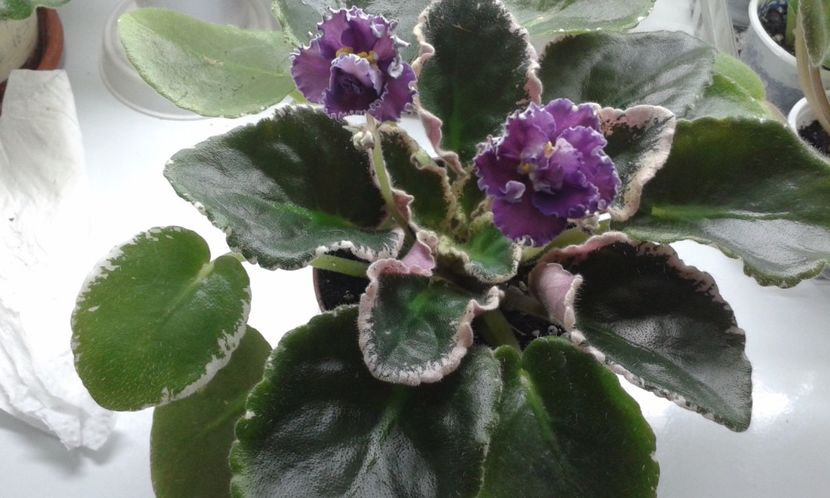  - VIOLETE DE COLECTIE 2017