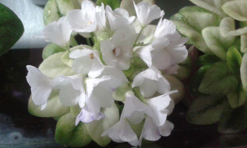 N  Robinzon - VIOLETE DE COLECTIE 2017