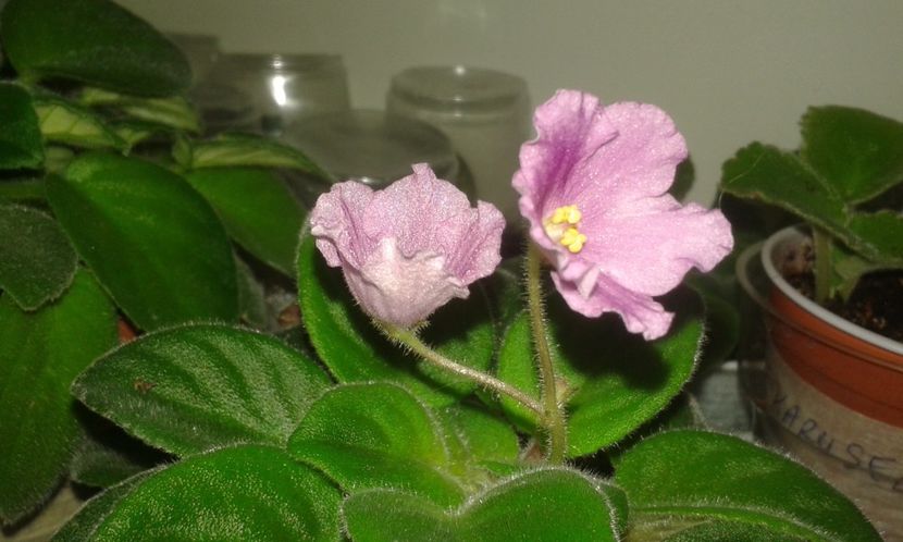 Alans  White  Feather sport - VIOLETE DE COLECTIE 2017