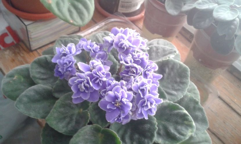  - VIOLETE DE COLECTIE 2017