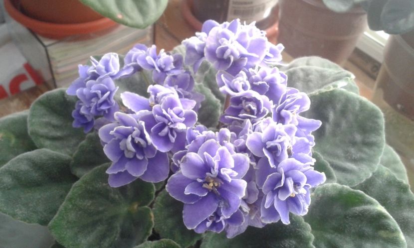  - VIOLETE DE COLECTIE 2017