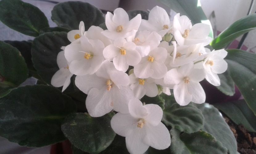  - VIOLETE DE COLECTIE 2017