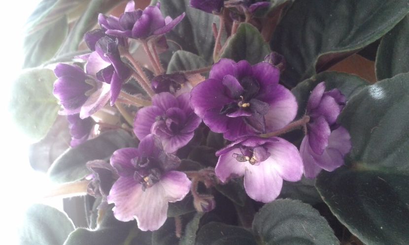  - VIOLETE DE COLECTIE 2017