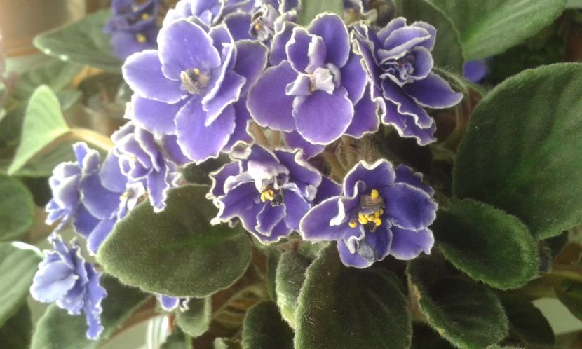  - VIOLETE DE COLECTIE 2017