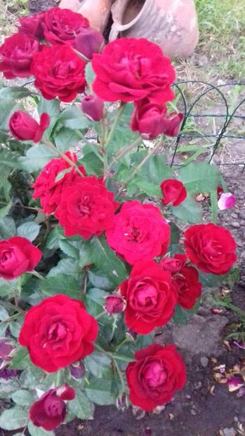  - Trandafiri-2 anul 2017