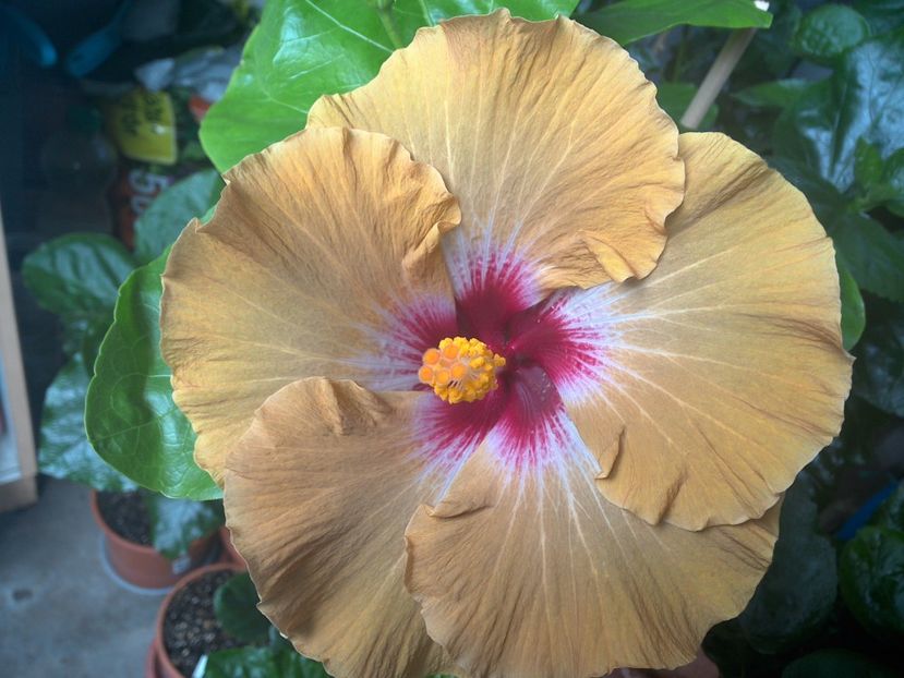 WIN_20170704_084907 - Tahitian Dusky Star