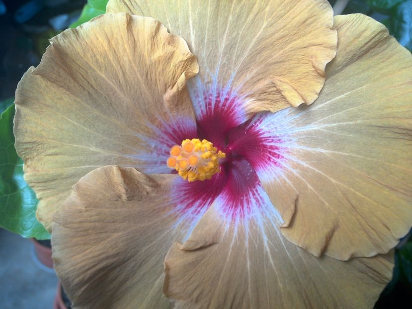 WIN_20170704_084910 - Tahitian Dusky Star