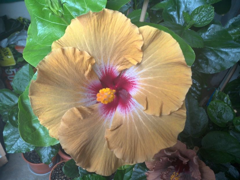 WIN_20170704_084916 - Tahitian Dusky Star