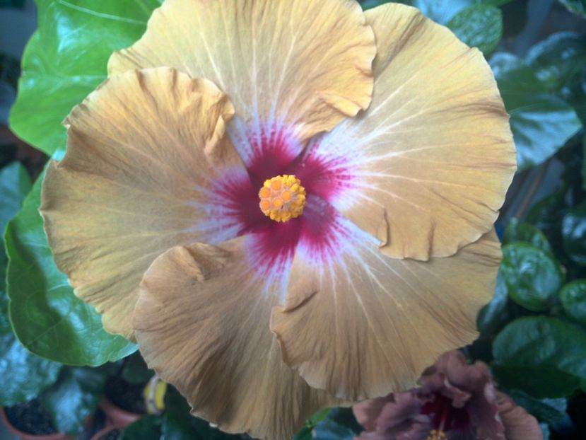 WIN_20170704_085128 - 0Hibiscus in colectie infloriti