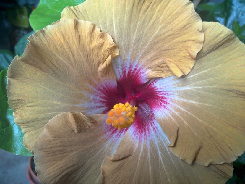Tah.Dusky Star - 0Hibiscus in colectie infloriti