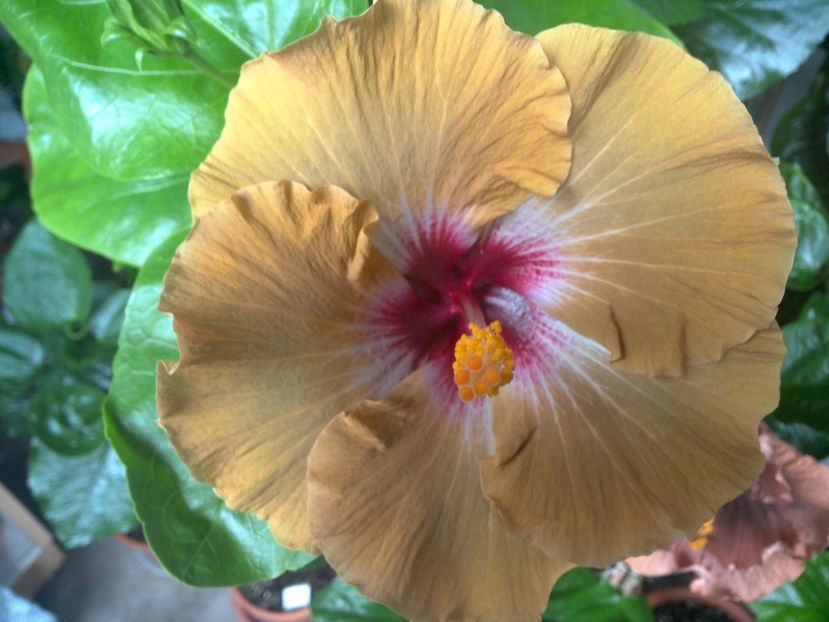 WIN_20170704_084937 - Tahitian Dusky Star