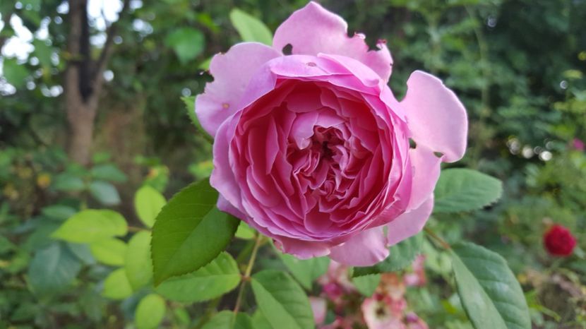  - English - The Alnwick rose