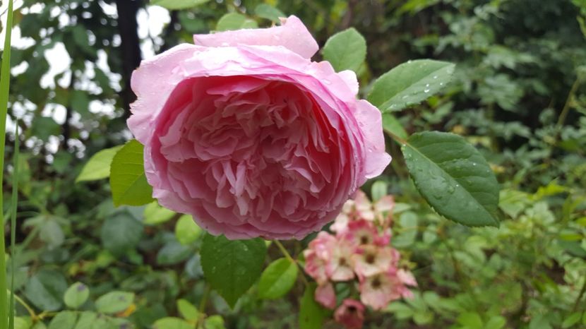  - English - The Alnwick rose