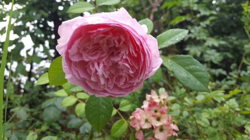  - English - The Alnwick rose