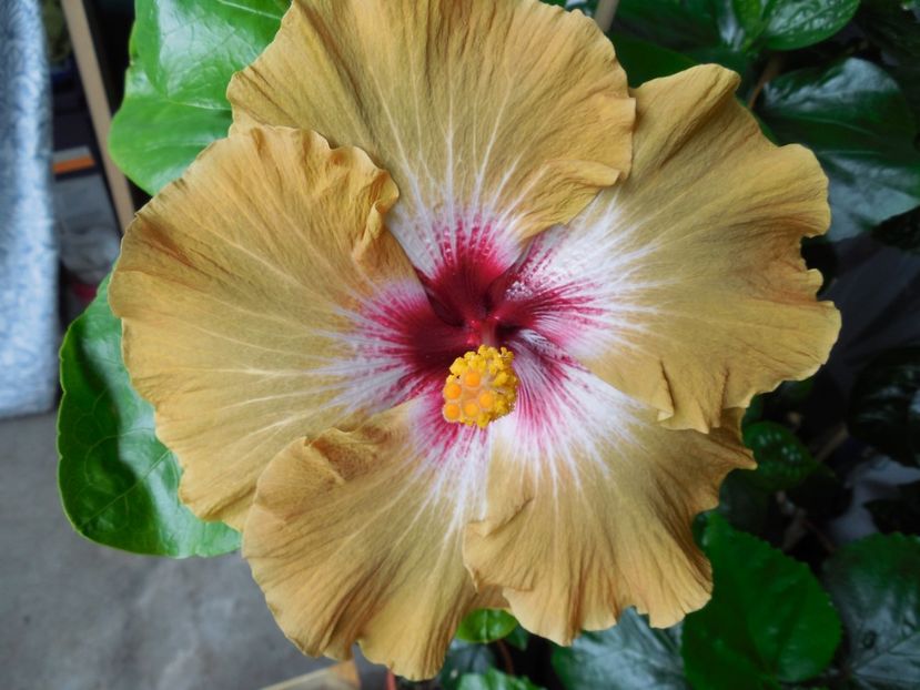  - Tahitian Dusky Star