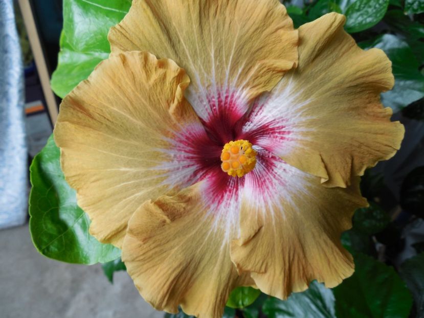  - Tahitian Dusky Star