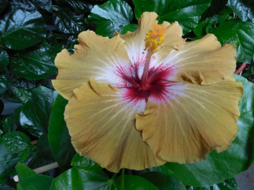  - Tahitian Dusky Star