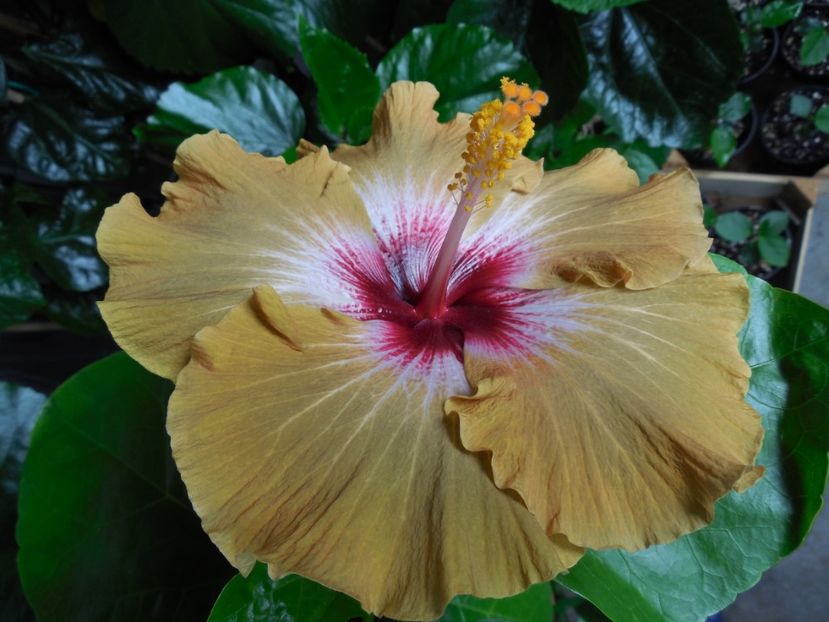  - Tahitian Dusky Star