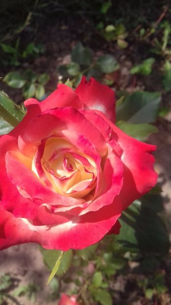  - Trandafiri-2 anul 2017