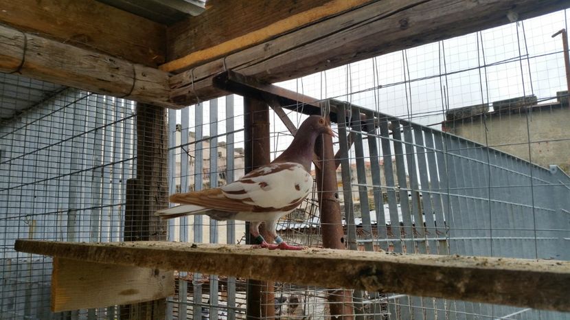 747642 - REZULTATE 2017 ZBURATORI