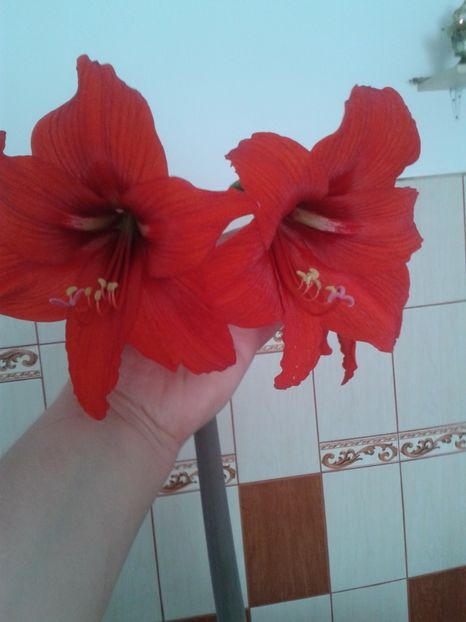 2017-1 telefon 028 - Vara 2014-2017