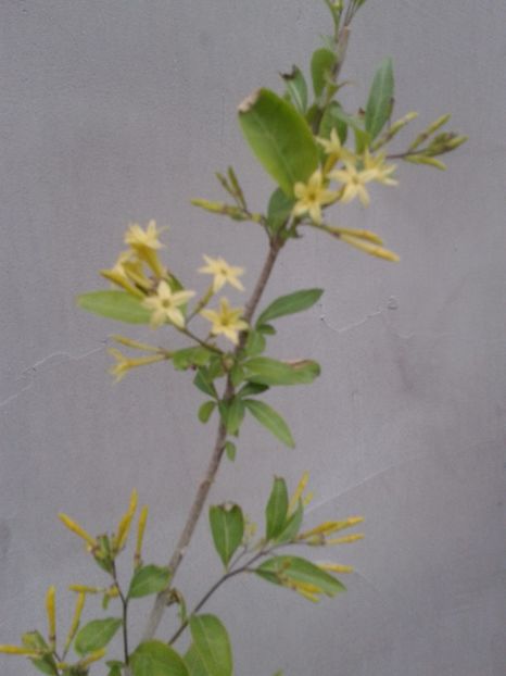 2017-1 telefon 052 - Vara 2014-2017