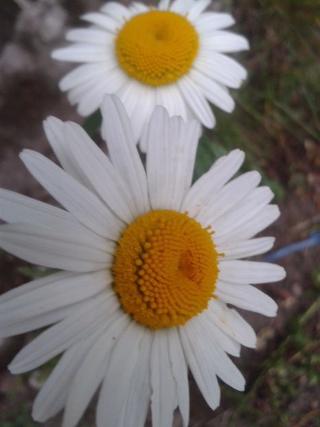 2017-1 telefon 058 - Vara 2014-2017