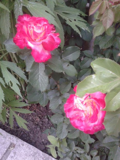 2017-1 telefon 059 - Vara 2014-2017