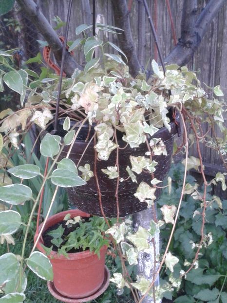 2017-1 telefon 128 - Vara 2014-2017