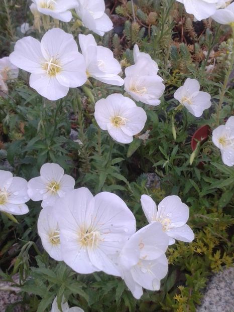 2017-1 telefon 133 - Vara 2014-2017