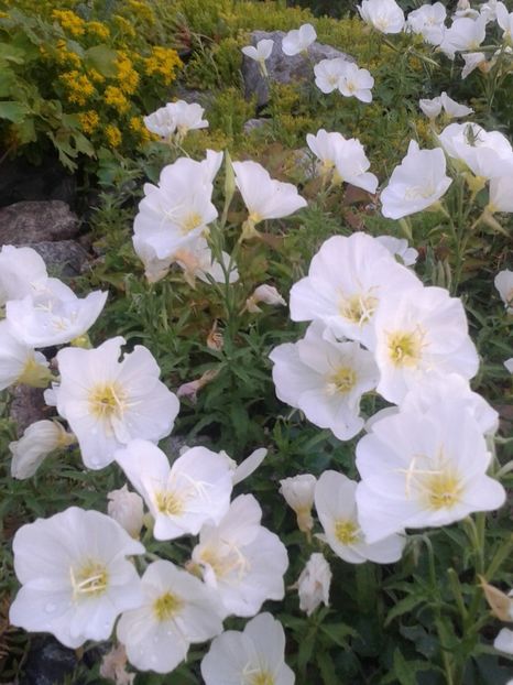 2017-1 telefon 134 - Vara 2014-2017