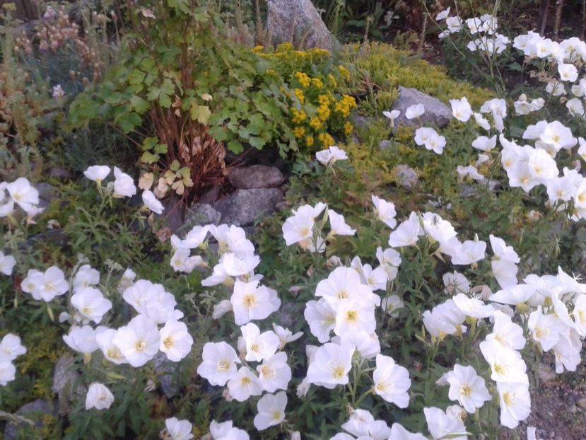 2017-1 telefon 135 - Vara 2014-2017