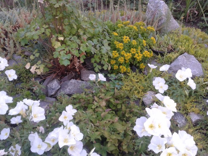 2017-1 telefon 136 - Vara 2014-2017