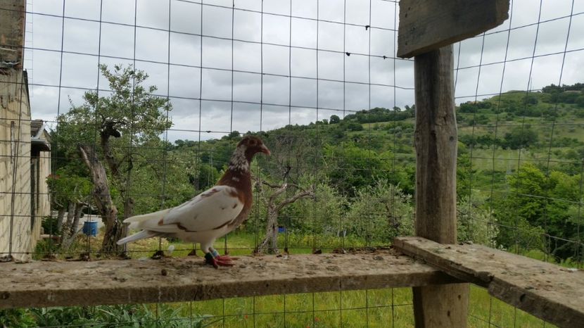 747638 - 2016 - REZULTATE 2017 ZBURATORI